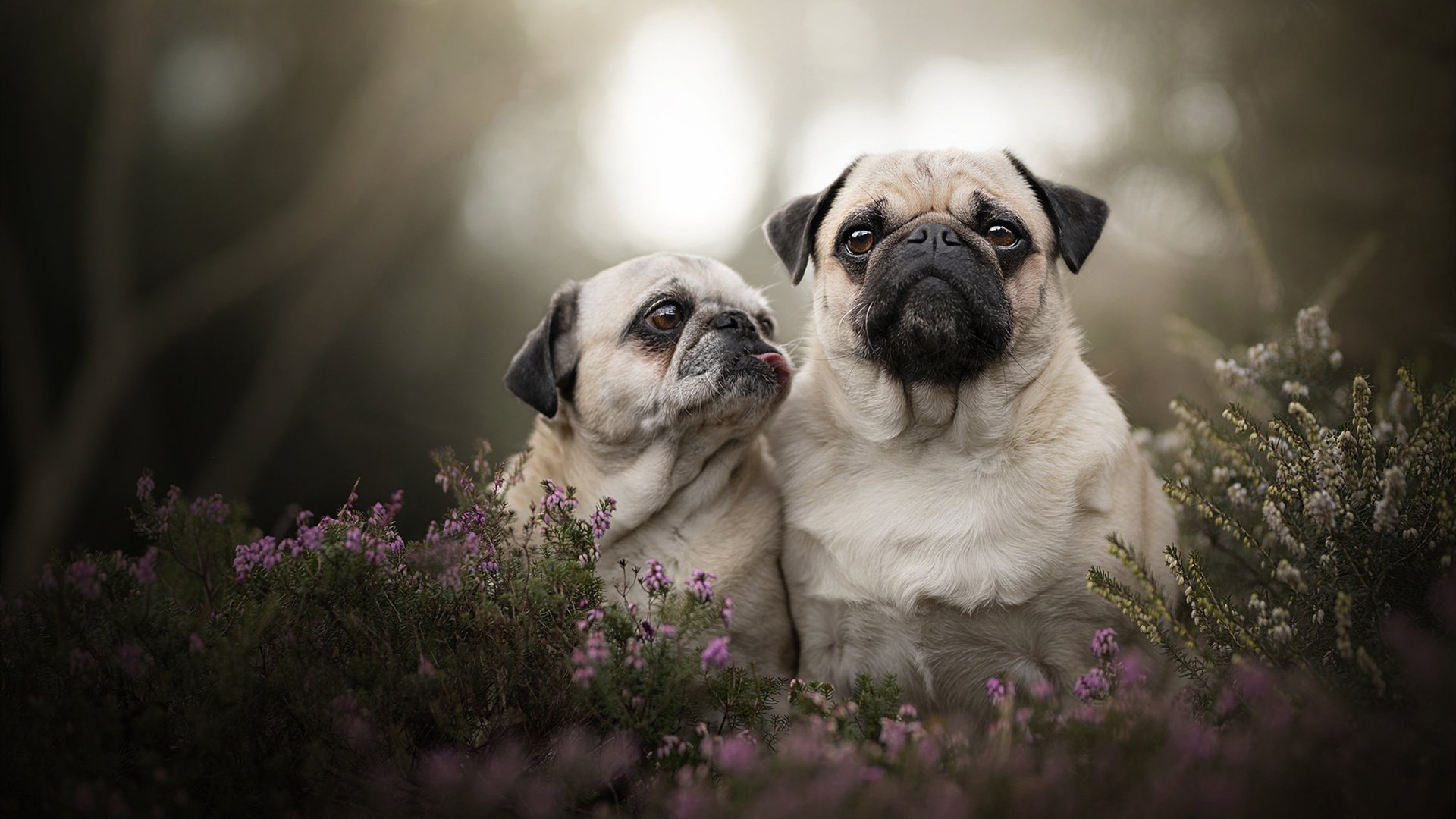 哈登的救赎之夜，年度焦点战中，他用实力让所有质疑者闭嘴